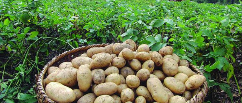 स्वादका लागि चर्चित बागलुङको आलु
