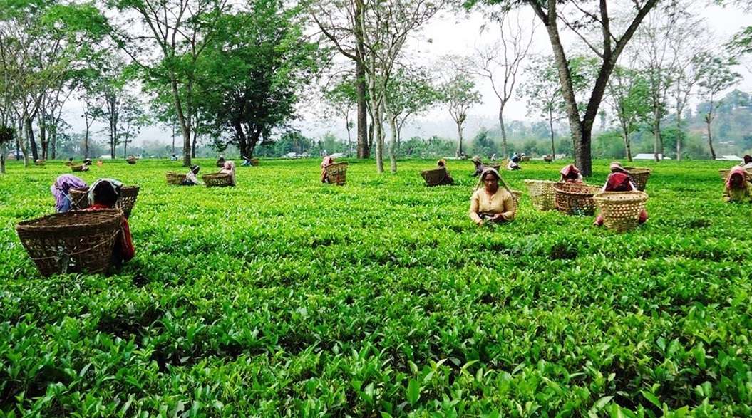 त्रिवेणी समूहबाट २२ वर्षदेखिको कर असुल्ने छ पालिकाको निर्णय