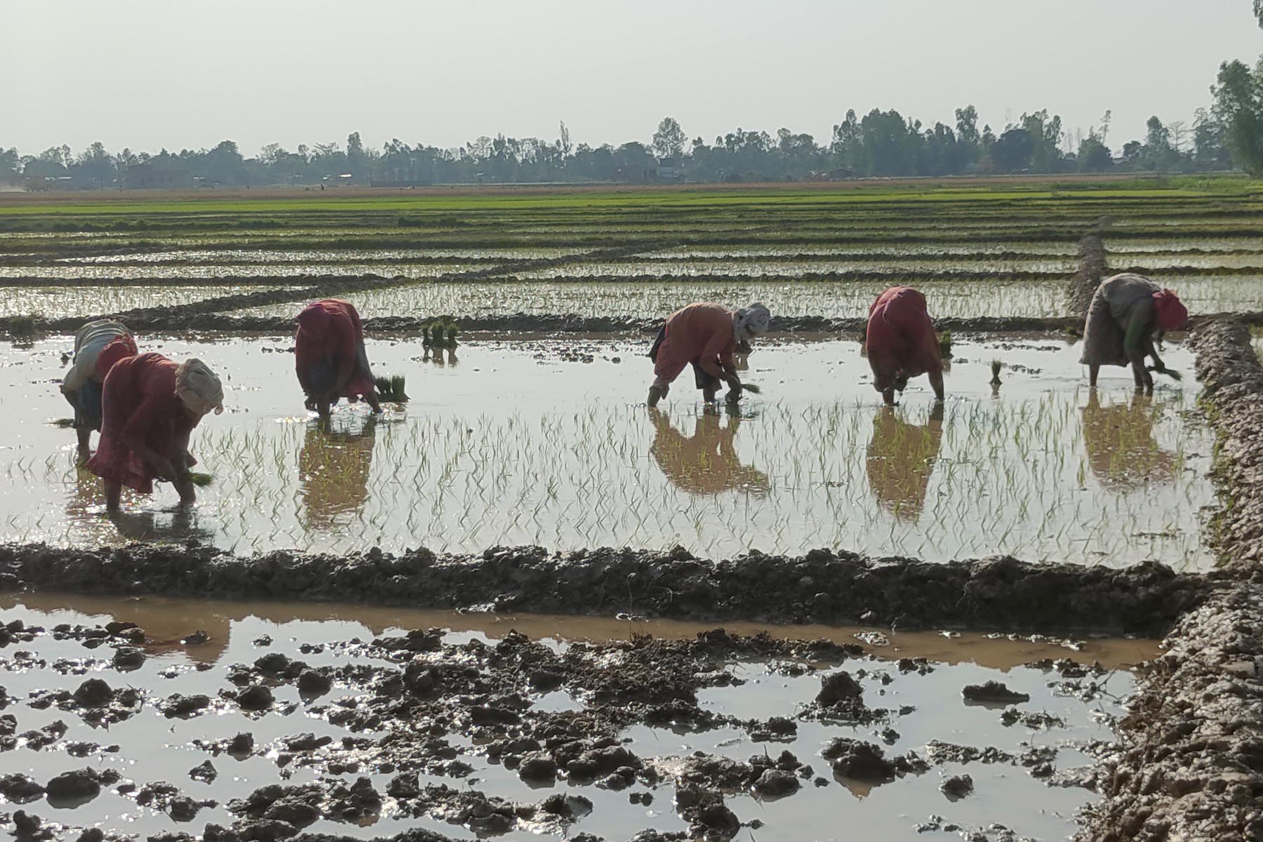 नवलपुरमा चैतेधान लगाउने क्षेत्रफलमा वृद्धि