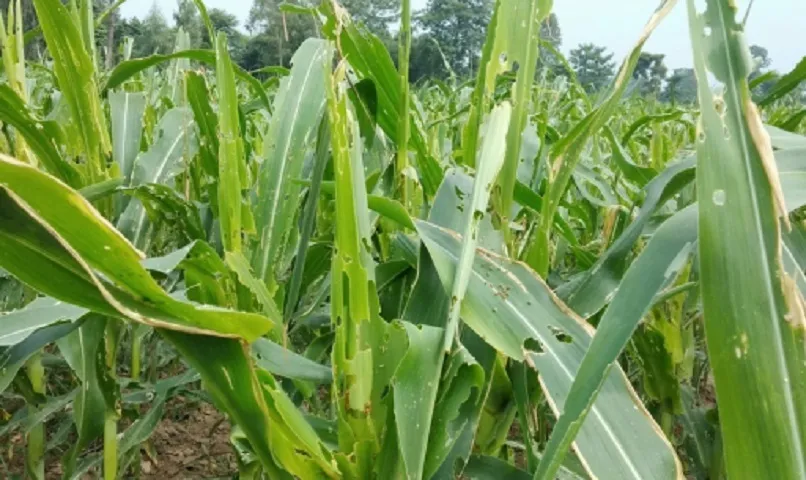 मकै बालीमा अमेरिकी फौजी कीराको प्रकोप