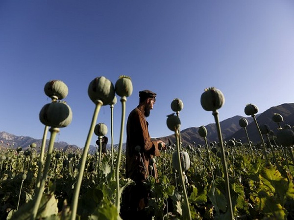 Destroyed 4,000 hectares of poppy fields in Afghanistan, claims Taliban