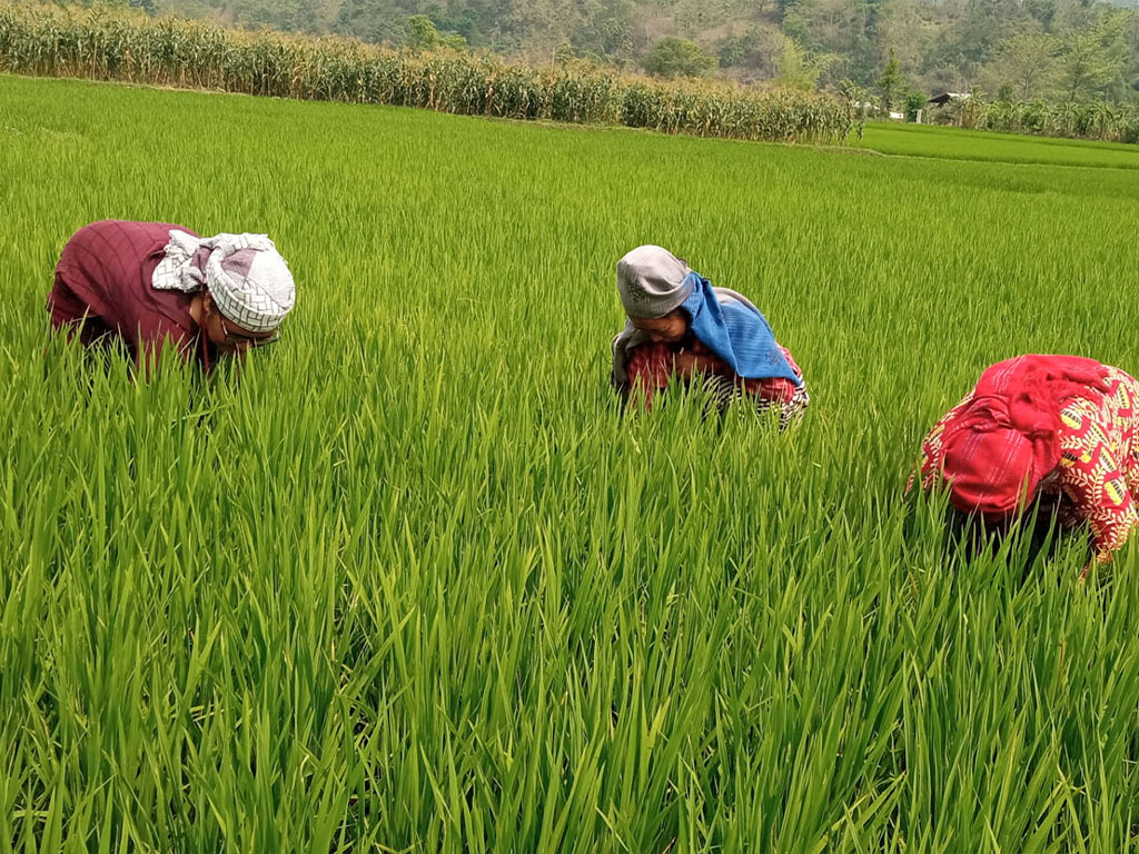 पाल्पामा चैतेधान खेती गर्न छाड्दै किसान