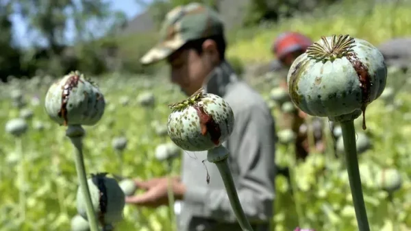 Afghan police destroy 80 acres of poppy farms in Jawzjan province