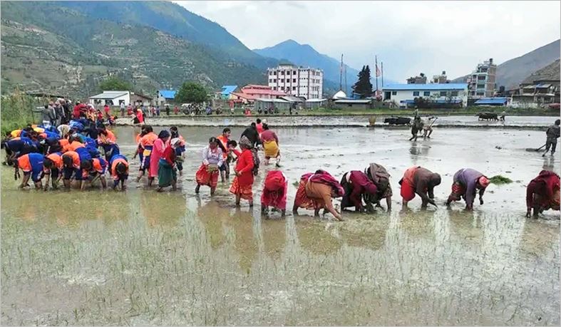 जुम्ली किसानलाई मार्सी धान रोपाइँकाे चटाराे