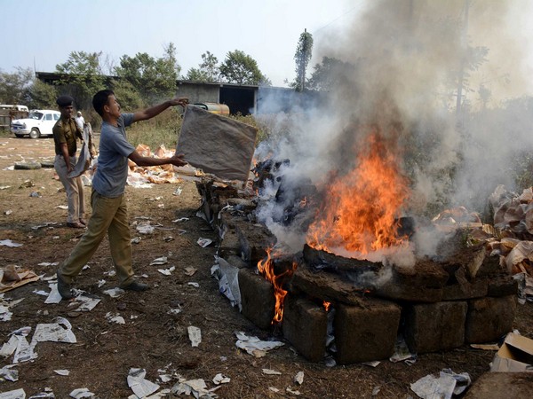 Odisha Police destroys 2.2 lakh kg of marijuana, 78 kg of brown sugar