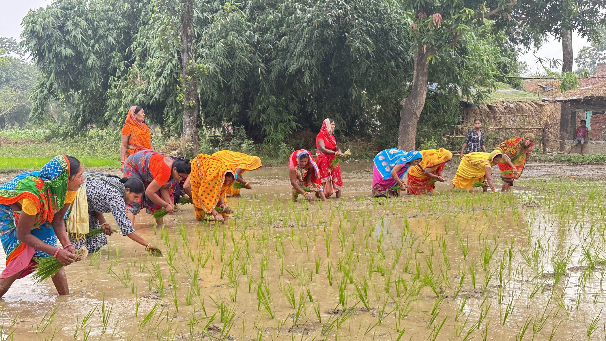 किसानलाई छैन असार १५ को रौनक, सधैँ सिँचाइ र मलको पीर