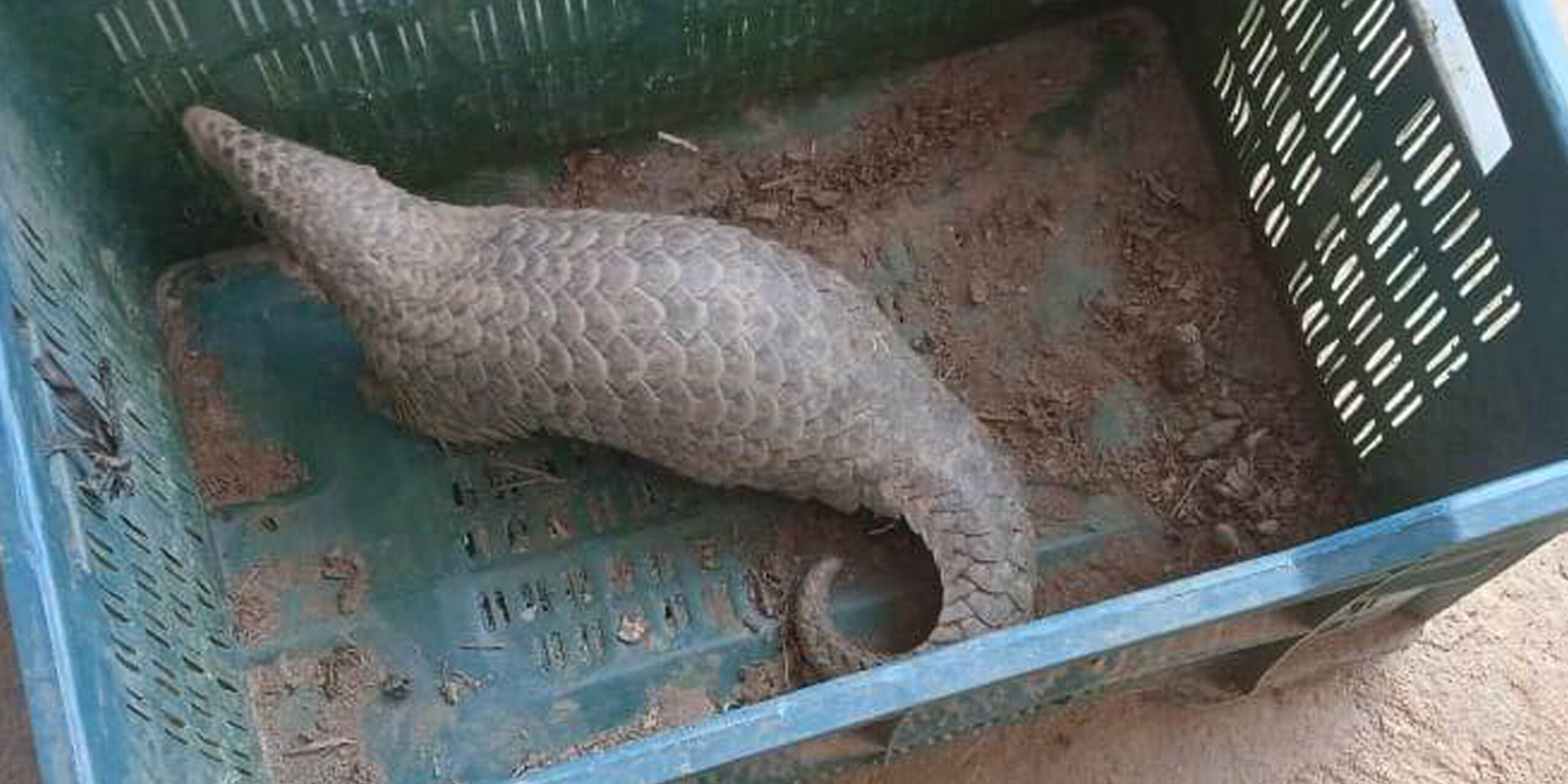 गोरखामा लोपोउन्मुख तामे सालक भेटियो