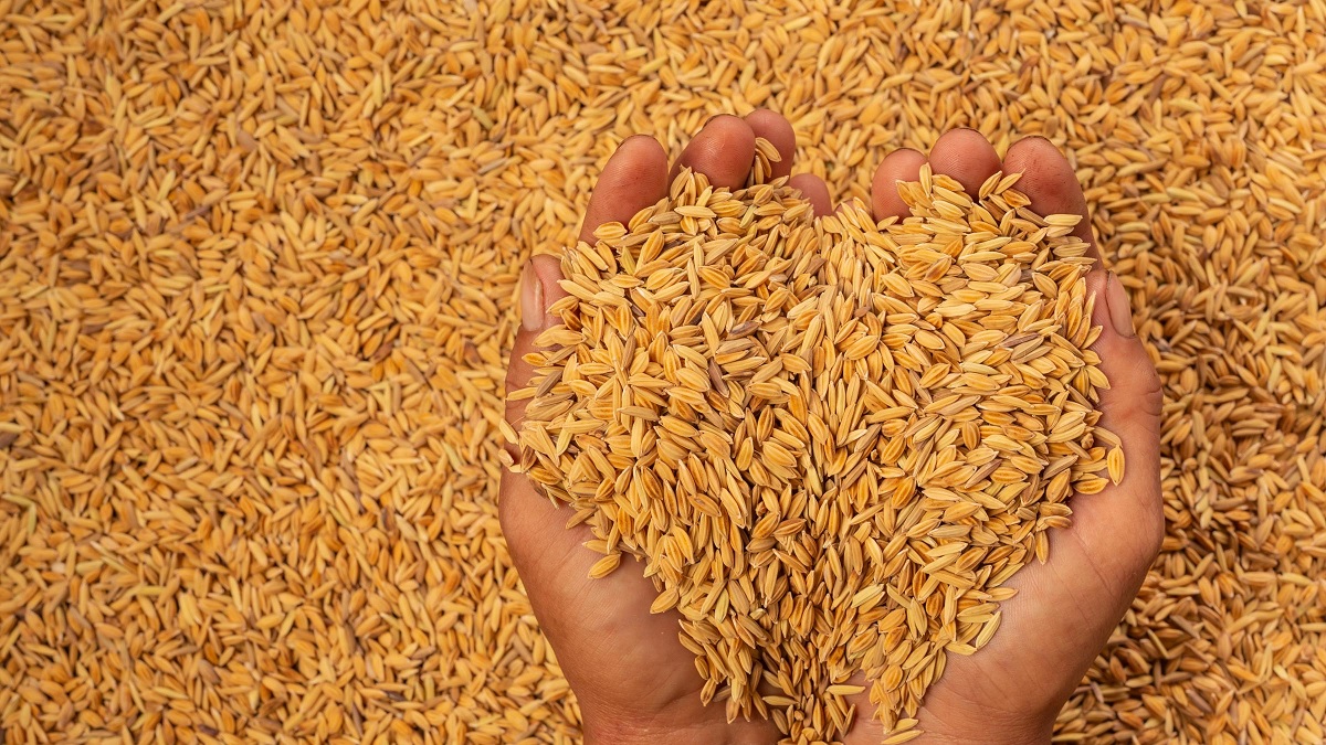 धानको आयात ५३ प्रतिशतले बढ्यो