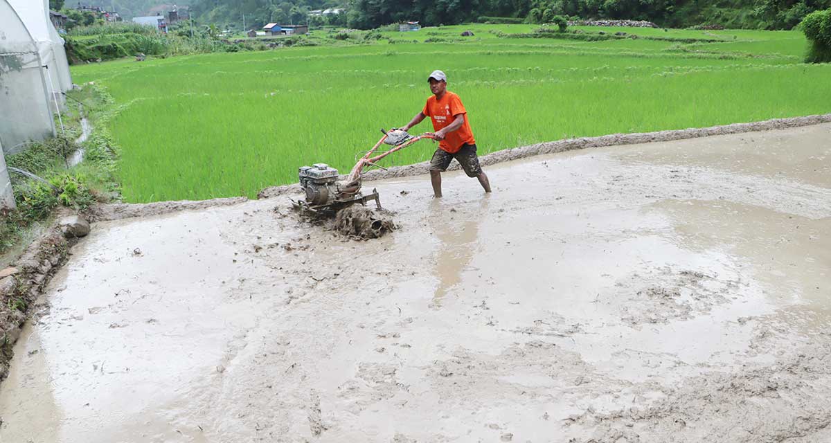 गाउँगाउँमा पुग्यो ट्र्याक्टर, गोरु पाल्न छोड्दै किसान
