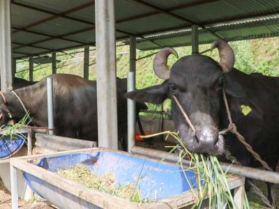 भारतबाट मुर्रा भैँसी, अमेरिका र अष्ट्रेलियाबाट घाँस !