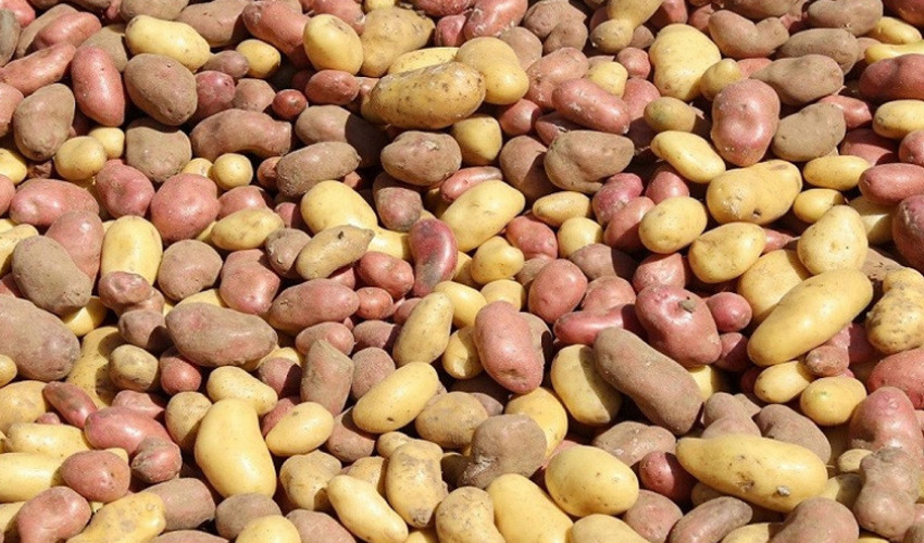 मालिकाको आलु ‘ब्रान्डिङ’ गरेर बजारमा