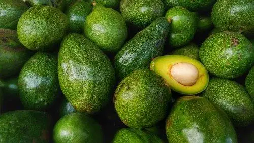 तनहुँमा व्यावसायिक एभोकाडोको खेती