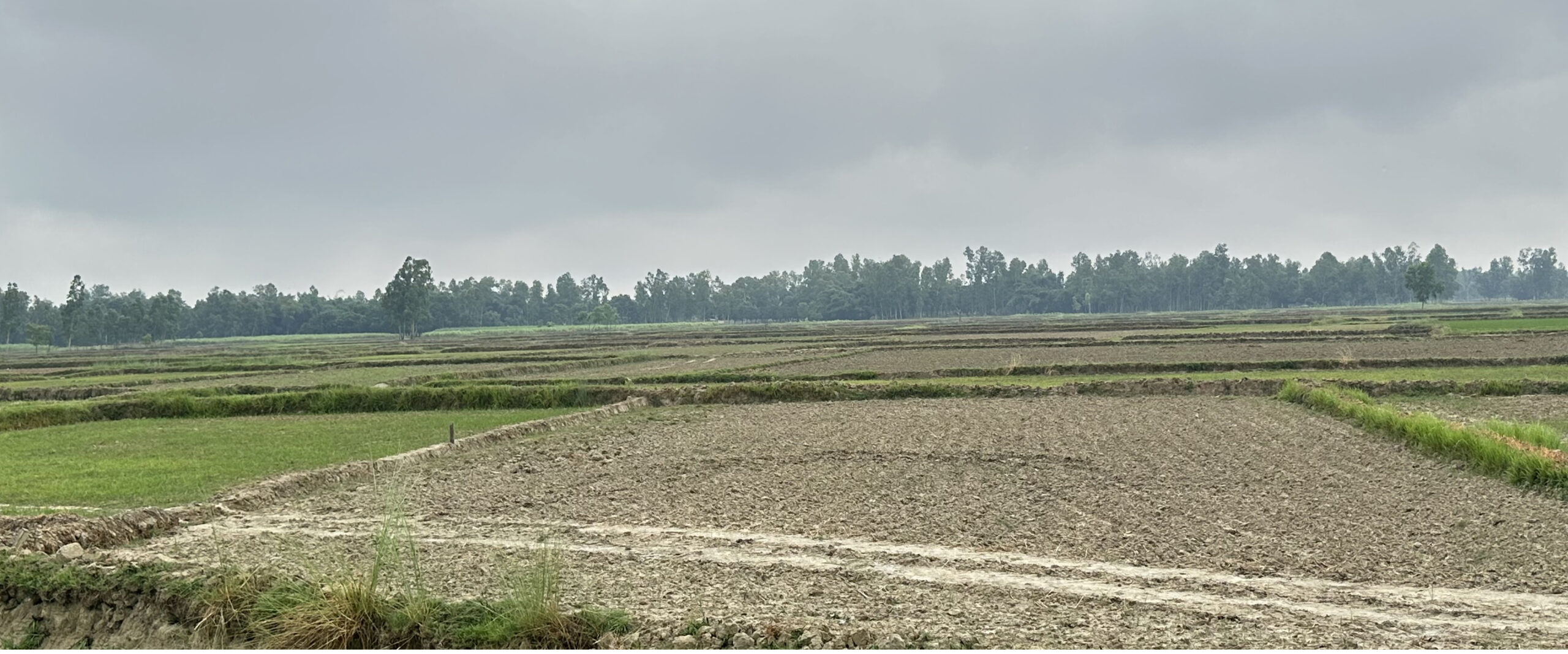 महोत्तरीमा ४० प्रतिशत मात्र रोपाइँ, रोपिएका धान सुक्दै