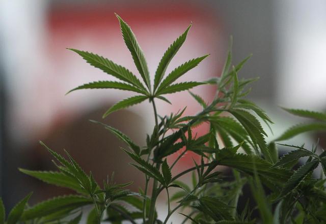 Washington legal marijuana farms get back to work after pesticide concerns prompted restrictions