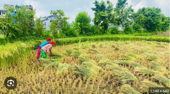 चैते धान खेती प्रवर्द्धन गरिँदै
