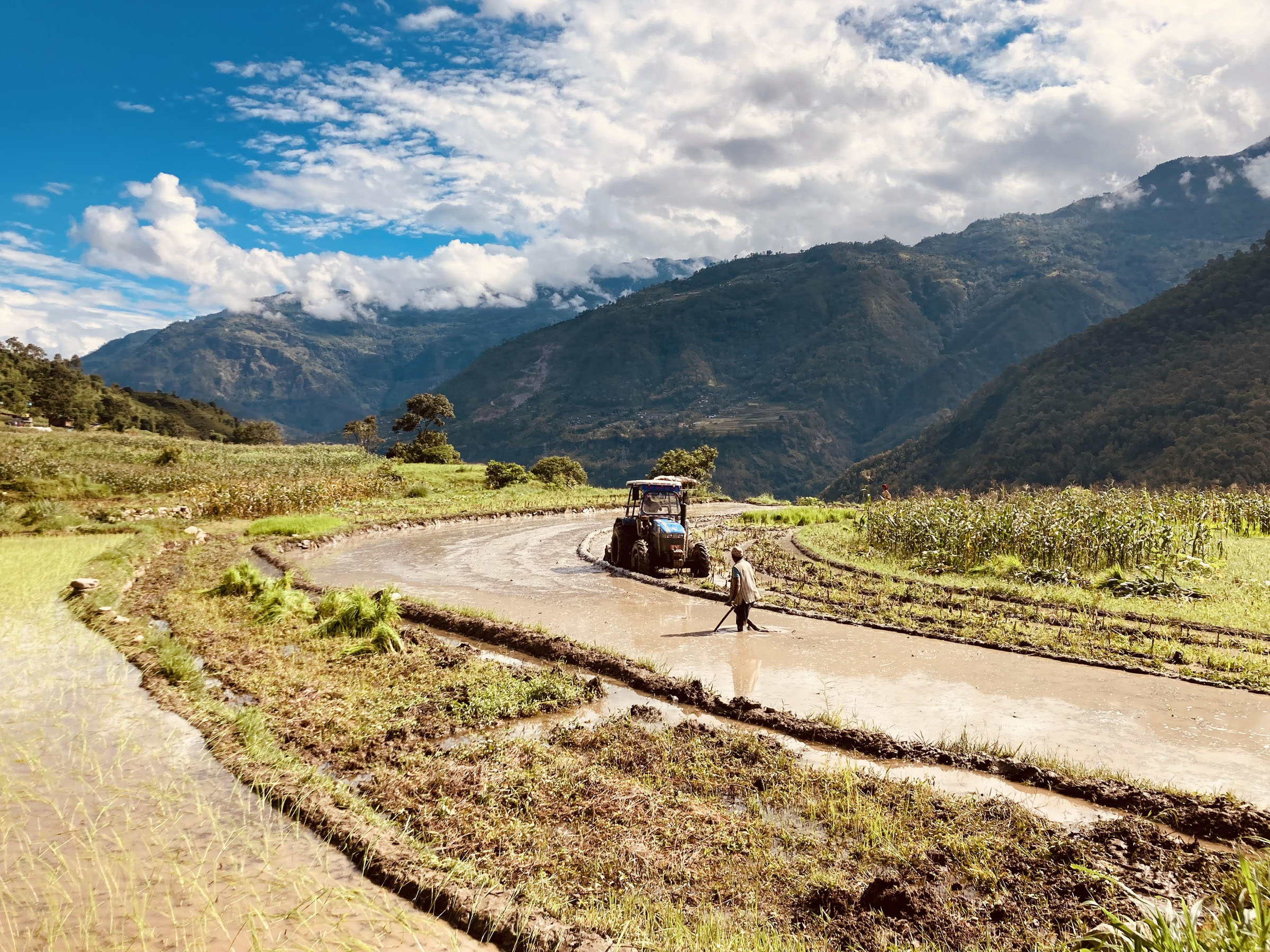 धान खेतीको क्षेत्रफल घट्दै