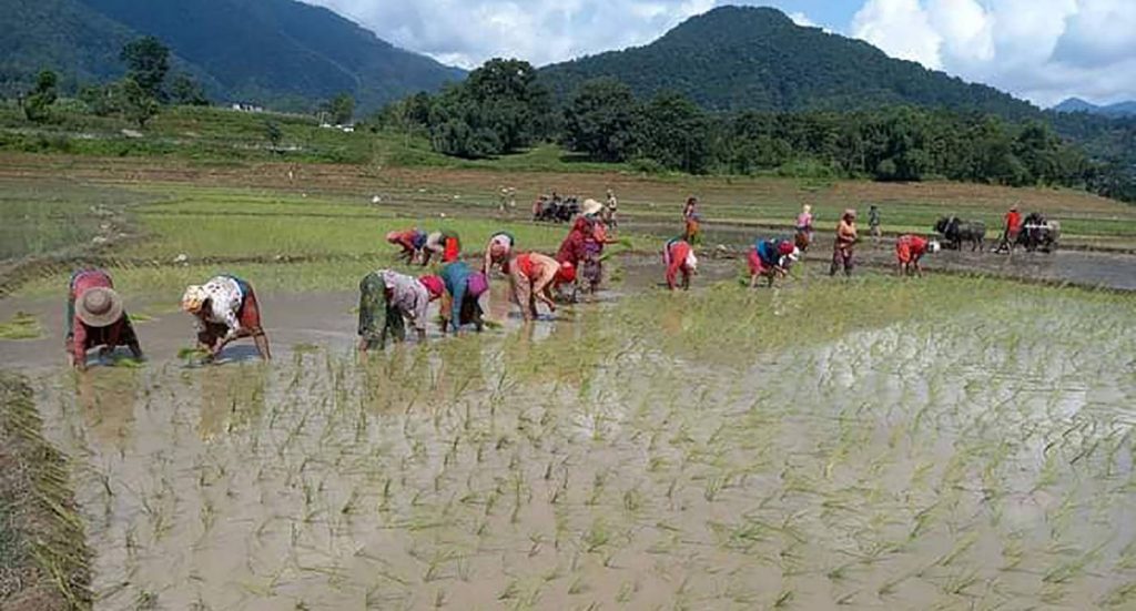 गण्डकीमा ६७ प्रतिशत मात्र रोपाइँ