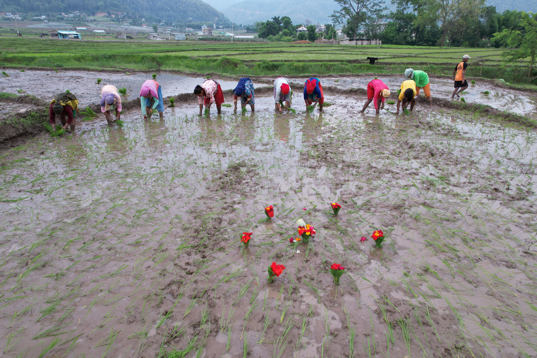 असार तेस्रो सातासम्म मोरङमा ६५ प्रतिशत रोपाइँ
