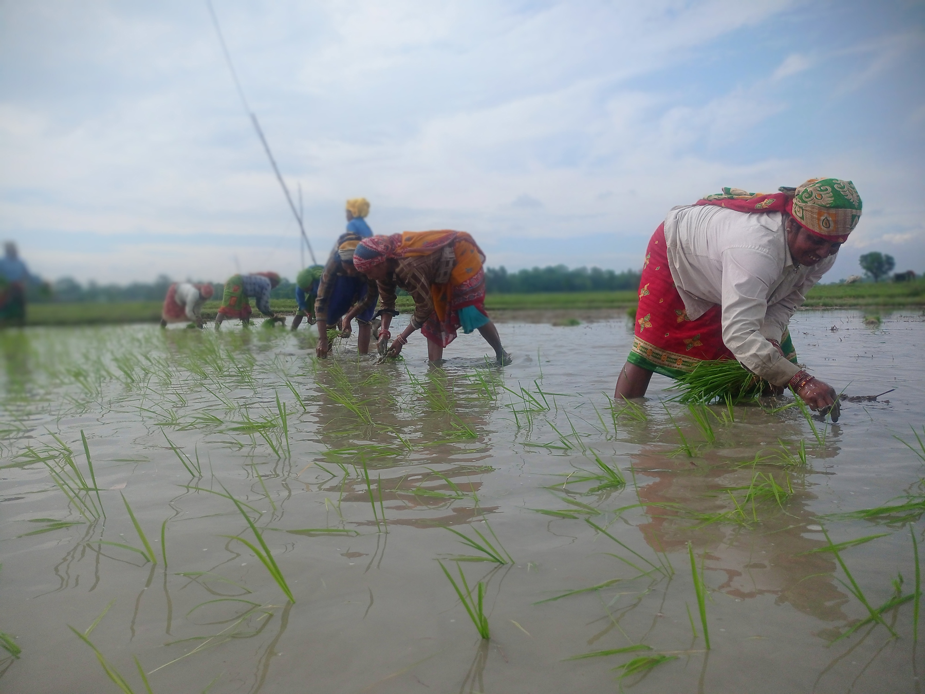 असार सकिन लाग्दा पनि कर्णालीमा ६० प्रतिशतमात्र  रोपाइँ