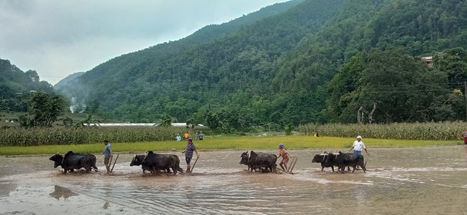 किसानलाई मल अभाव