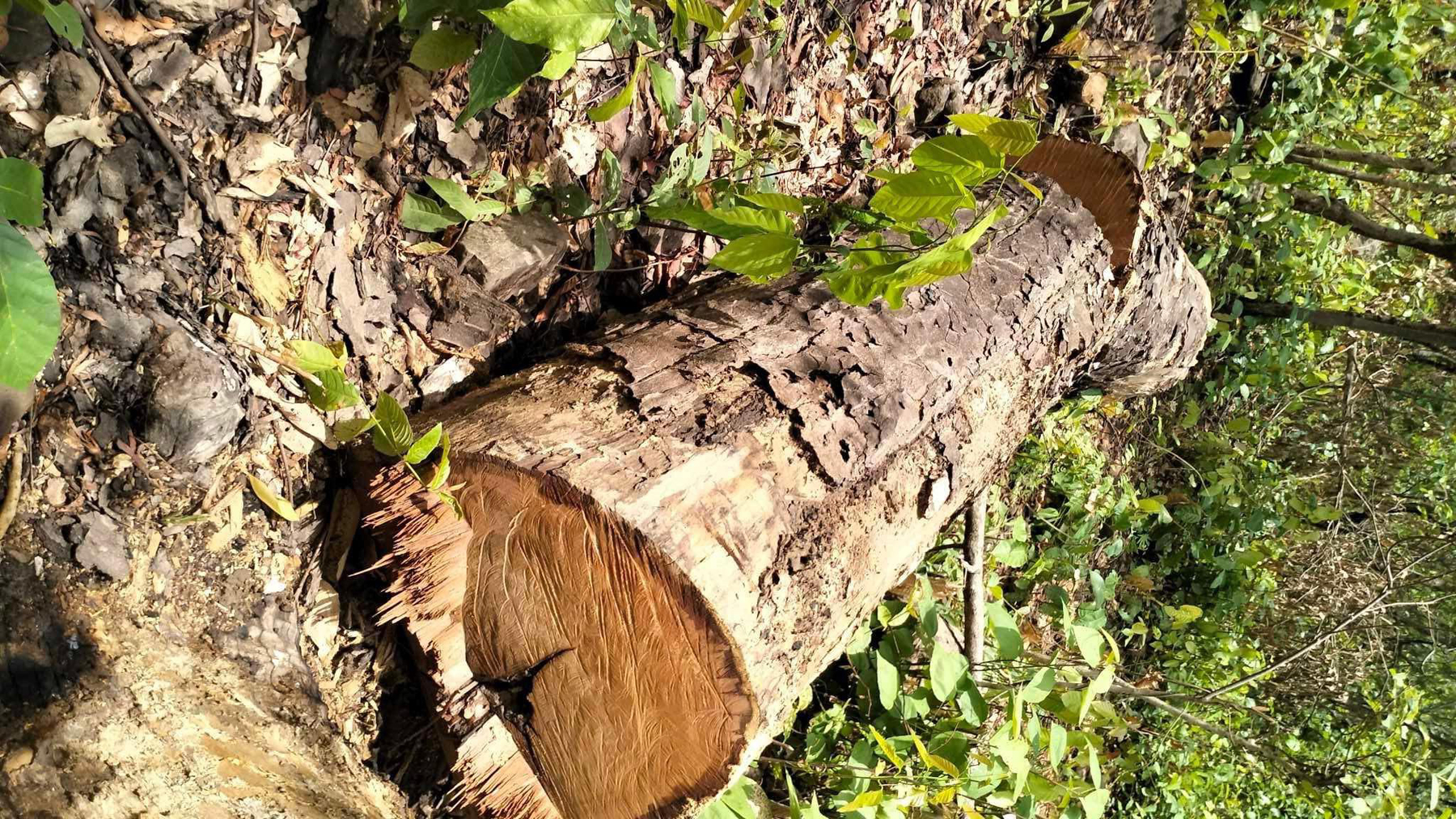 सामुदायिक वनका पदाधिकारी नै वन फडानीमा संलग्न