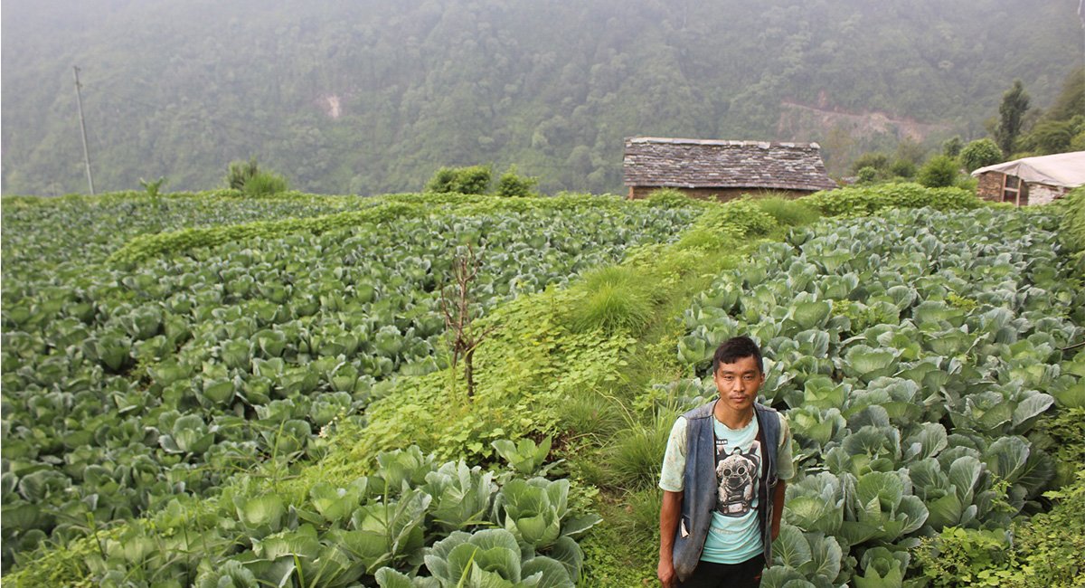दलवीरको बेमौसमी बन्दाखेती