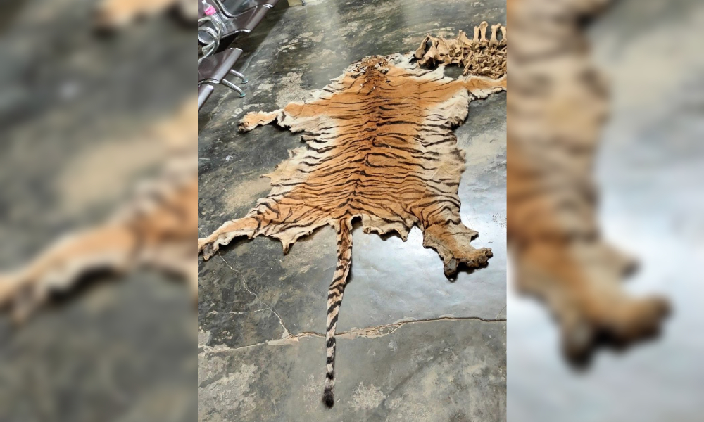 पाटेबाघको छाला र हड्डीसहित चारजना पक्राउ