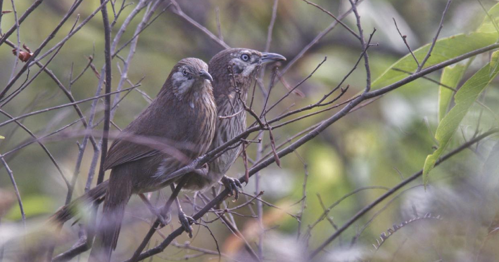 सहश्राब्दी पदमार्गलाई पर्यटकीय गन्तव्य बनाइने