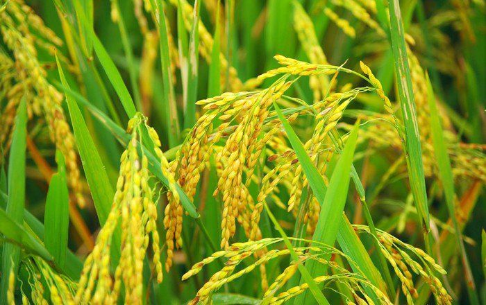 धान उत्पादन बढ्ने विश्वासमा सुच्चा पूजा