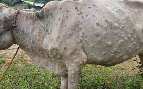 ‘लम्पी स्किन’ रोगलाई महामारी घोषणा गर्न माग