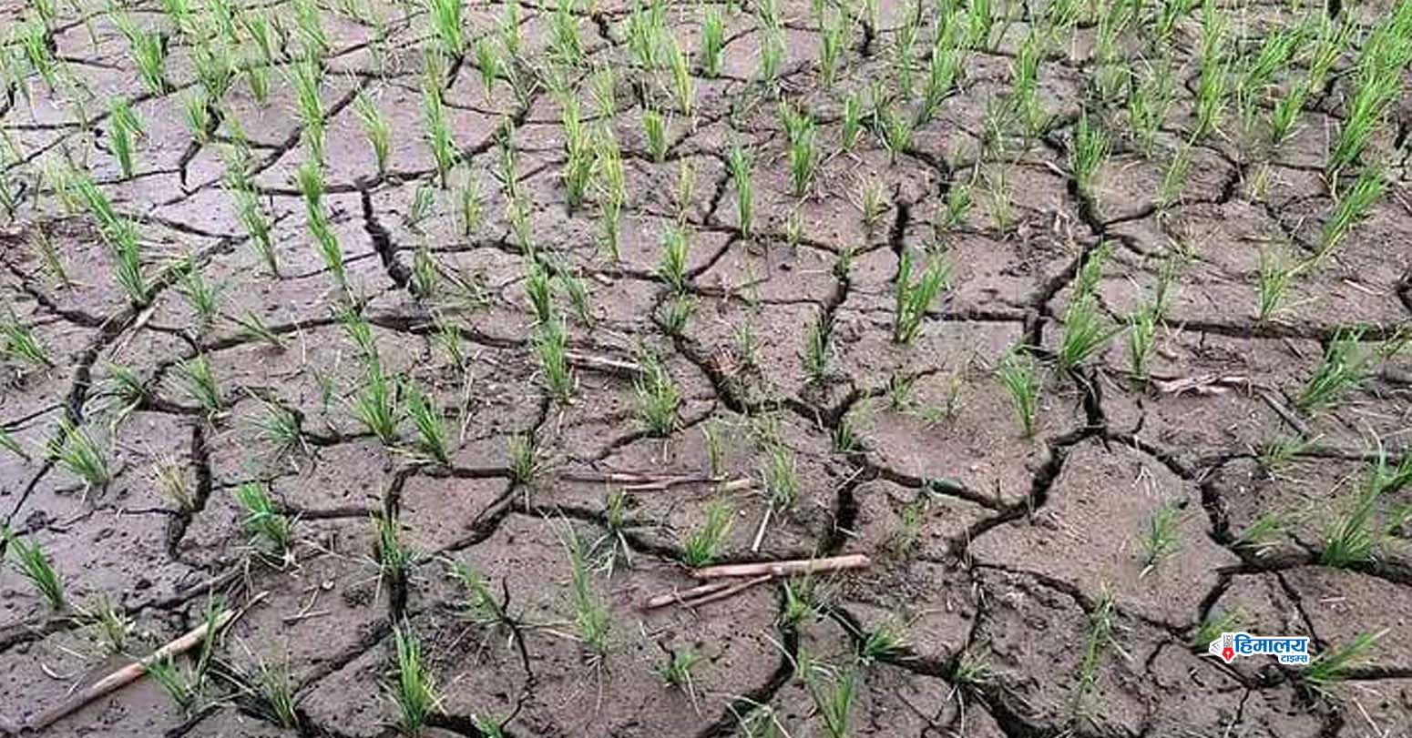 पानी नपरेपछि खडेरीको चिन्तामा किसान