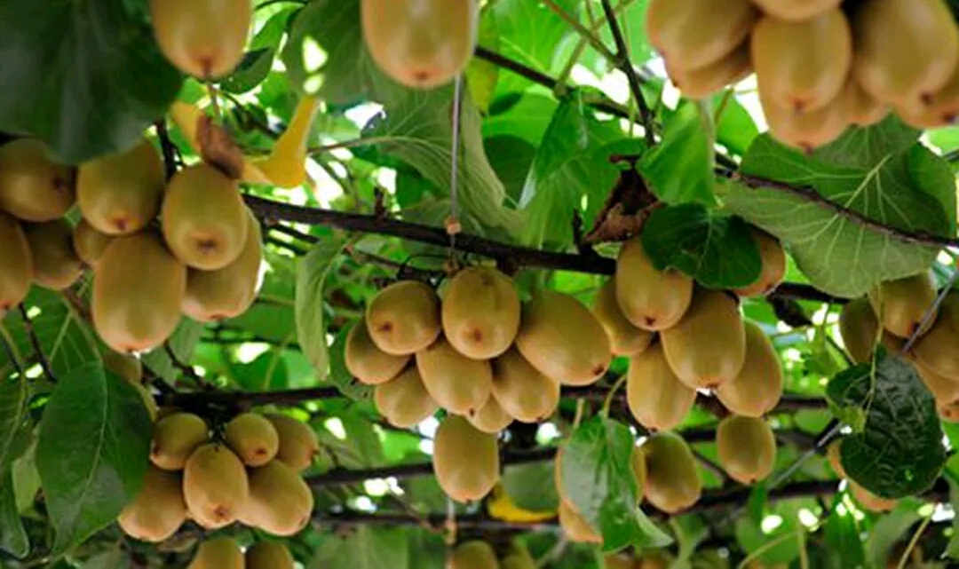 खोटाङमा  किबी र लिचीको उत्पादन बढ्यो