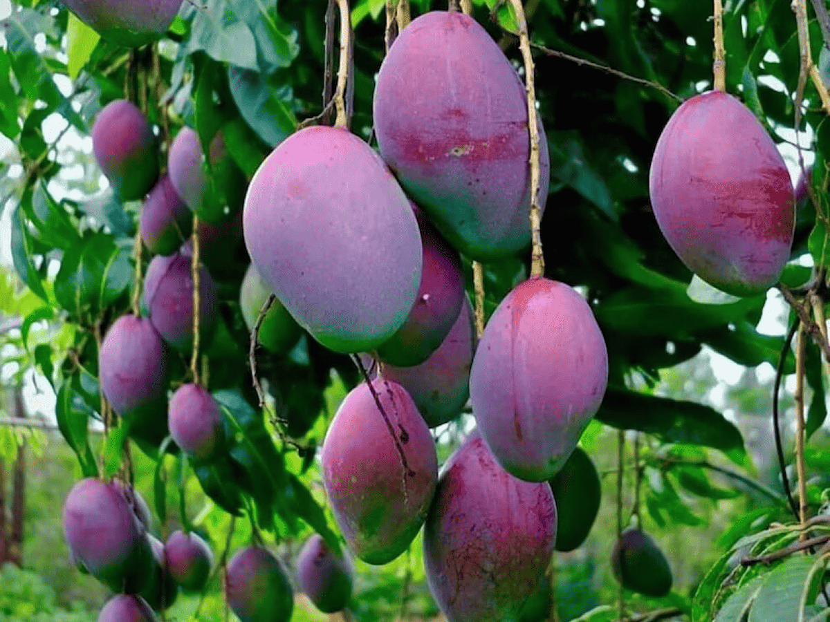 Odisha: Farmer grows world’s “most expensive” mango in his orchard