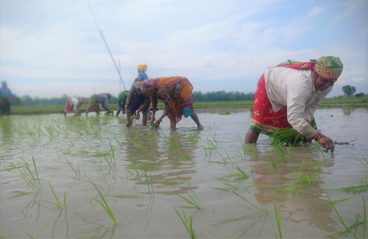मधेस प्रदेशमा ५९ प्रतिशत मात्र धान रोपाइँ