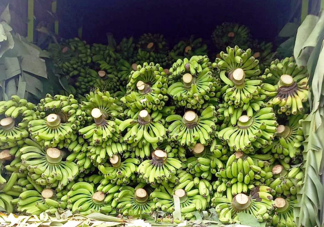 केरामा विषादी बढी