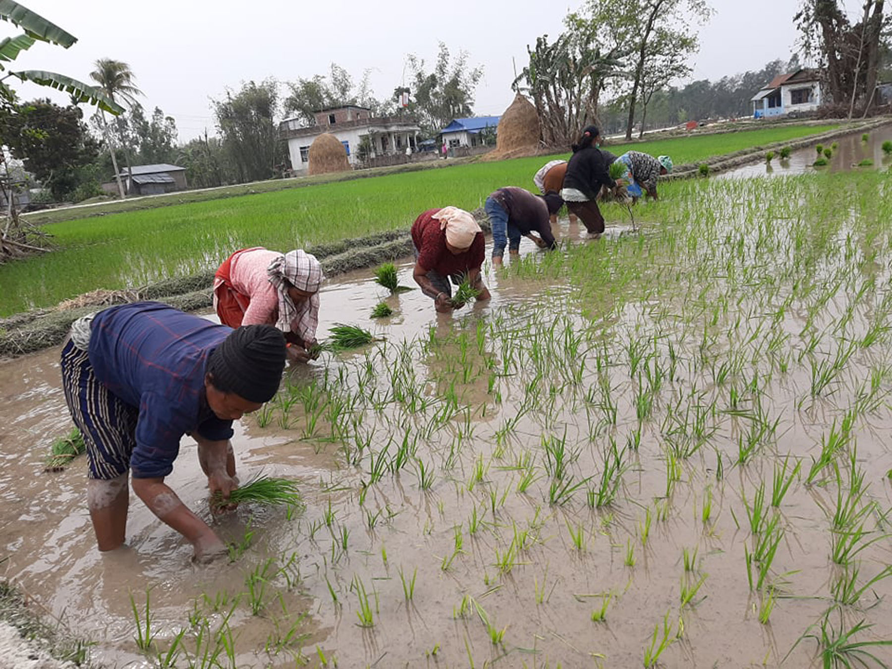 बारामा साउन मसान्तसम्म शतप्रतिशत रोपाइँ हुने
