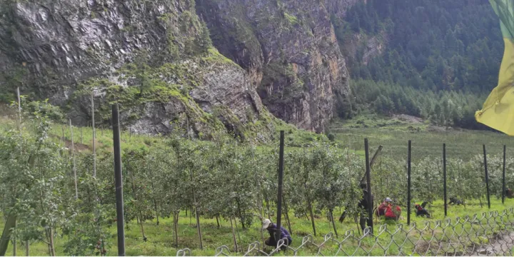 स्याउखेतीतर्फ आकर्षित