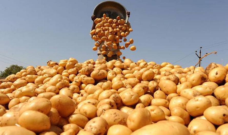 म्याग्दीमा आलु उत्पादन बढ्यो