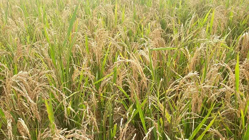धानमा रोग लागेपछि किसान चिन्तित
