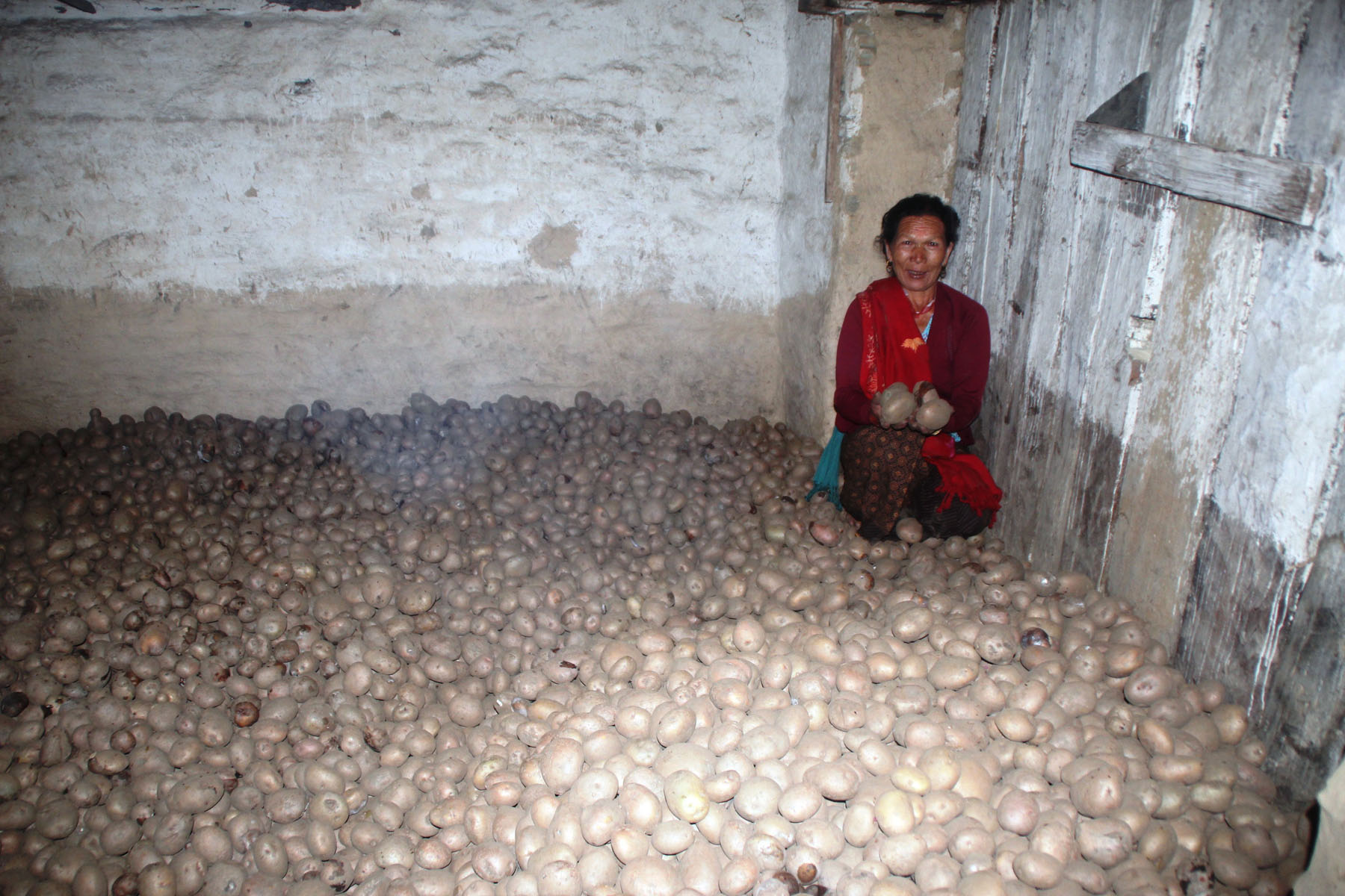 आलु भण्डारण क्षमता थोरै हुँदा किसानलाई मर्का