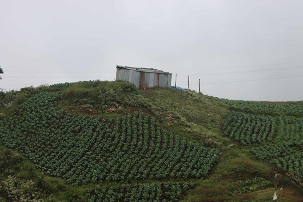 सडकले पछि परेको शैलुङ कृषिमा आत्मनिर्भर बन्दै