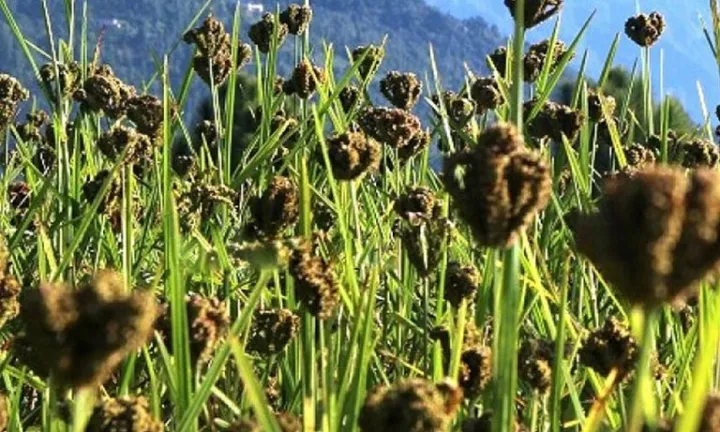हुम्लामा कोदो महोत्सव हुने