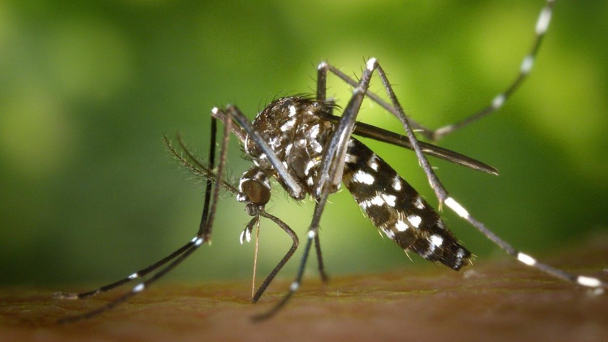 डेङ्गु नियन्त्रणका लागि विद्यालयमा सचेतना
