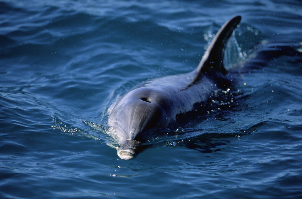 More than 100 dolphins found dead in Brazilian Amazon as water temperatures soar