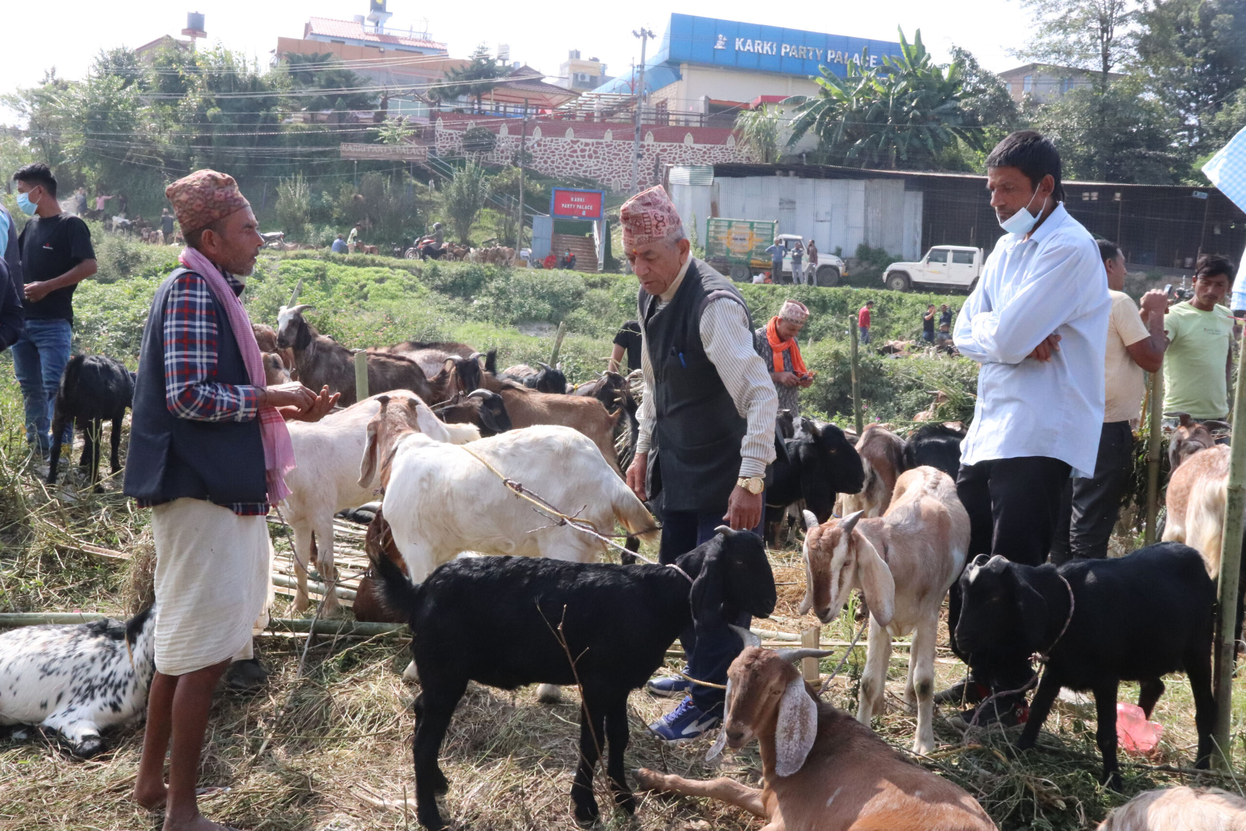 दसैँमा सहकारीका खसीबोका