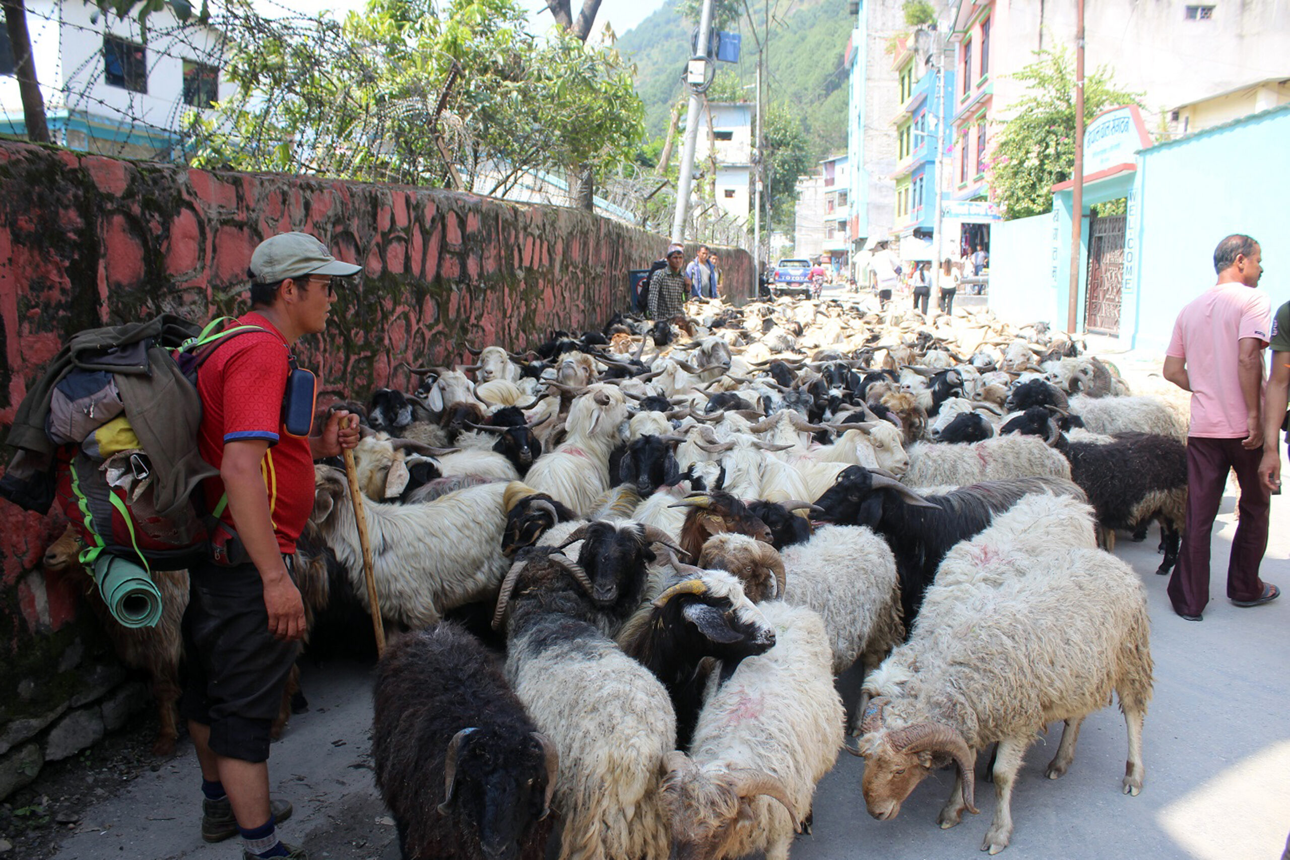 भेडाच्याङ्ग्रा बेच्न जुम्लाबाट हिँडेर १७ दिनमा बेनी