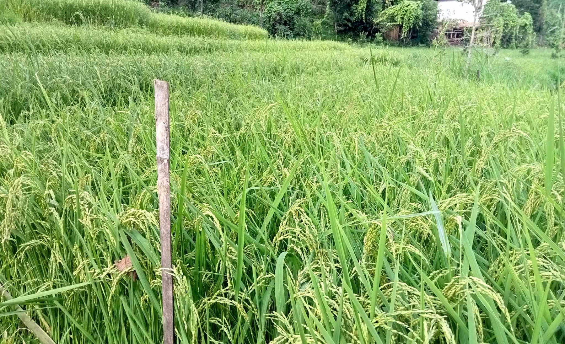 धानमा समस्यै समस्या