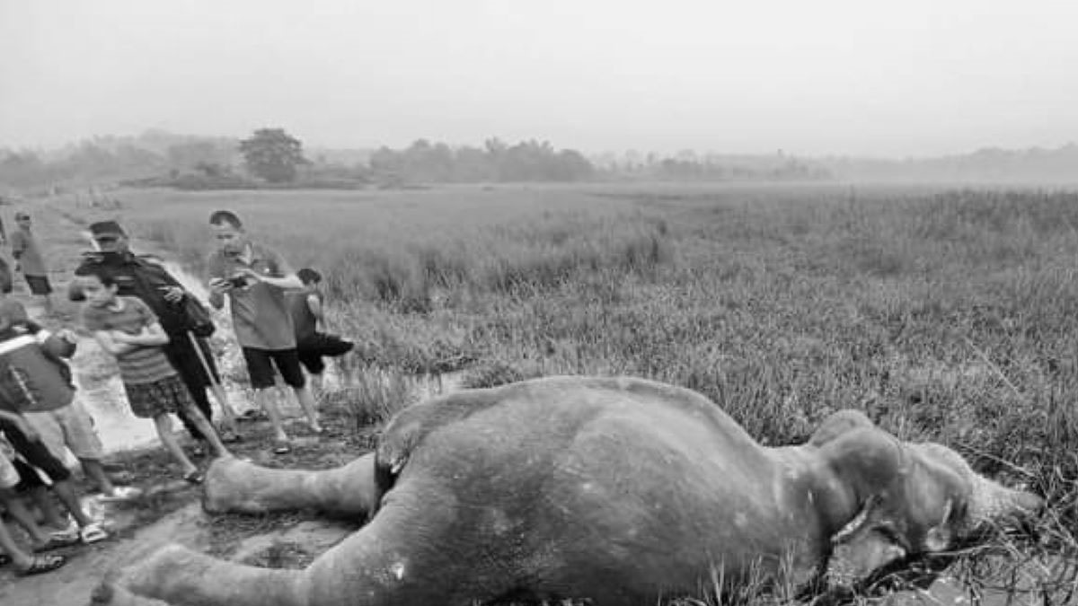 झापामा हात्ती मृतावस्थामा फेला