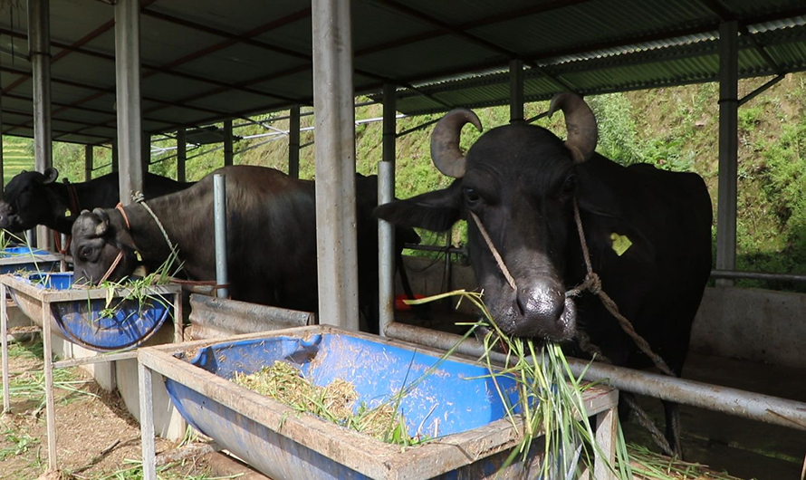 गाईभैँसीलाई सुत्केरी पोषण भत्ता वितरण