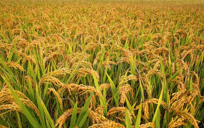 कम लागतको छरुवा धानखेतीबाट किसान लाभान्वित